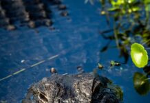 .Com Vs .Ai: Which Domain Extension Will Elevate Your Brand?