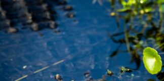 .Com Vs .Ai: Which Domain Extension Will Elevate Your Brand? pexels photo 19890507