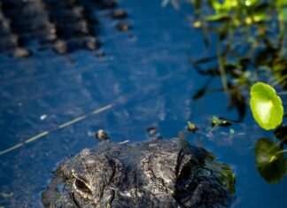 .Com Vs .Ai: Which Domain Extension Will Elevate Your Brand?