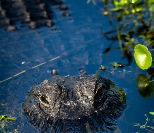 pexels photo 19890507