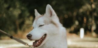 pexels photo 17851004