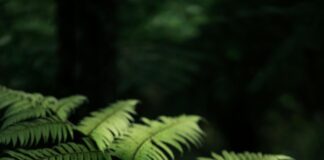 pexels photo 19762991