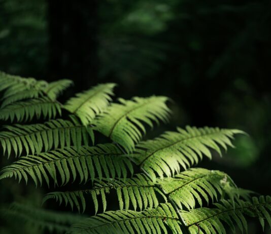 Exploring the Latest New gTLDs: Unlock Their Untapped Potential pexels photo 19762991