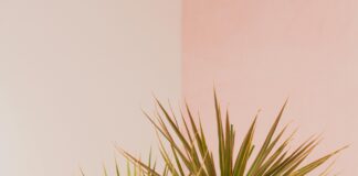 pexels photo 3489128