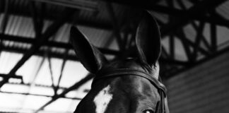 ICANN Updates: Essential Preparations Every Domain Owner Needs pexels photo 4846365