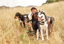 dog bed, dog beds, large dog beds, best dog beds, outdoor dog beds, orthopedic dog beds, chew proof dog bed, raised dog bed, cooling dog bed, heated dog beds